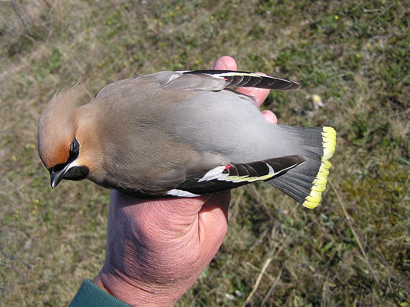 Bohemian Waxwing, Sundre 20050513